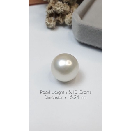 Mutiara Lombok Asli | Ready mutiara air laut grade A