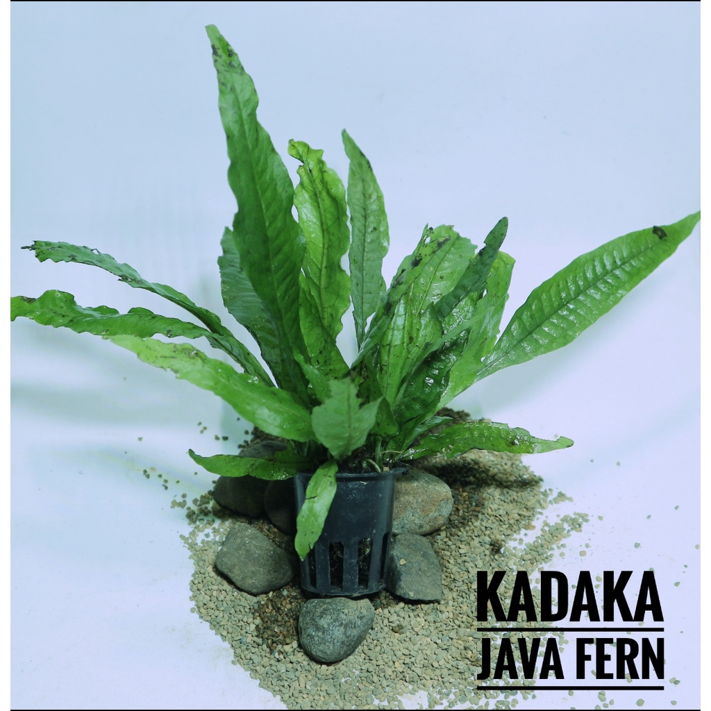Kadaka aquascape