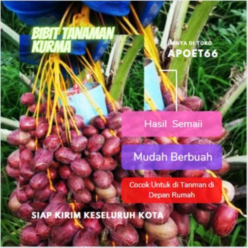 Siap Kirim BIBIT KURMA AJWA/ KURMA TROPIS AJWA