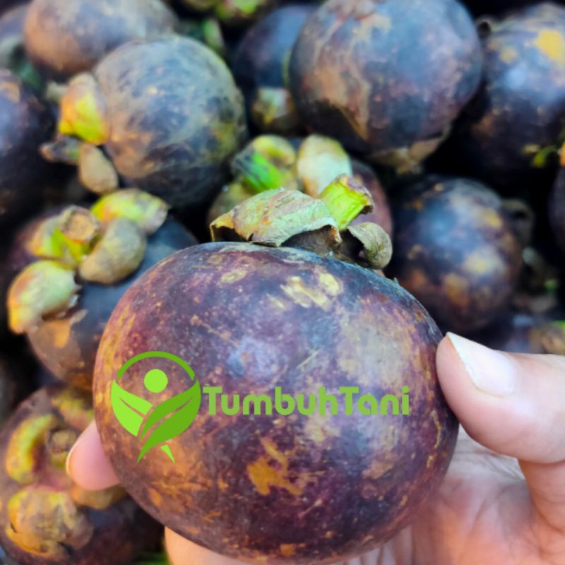 

Buah Manggis