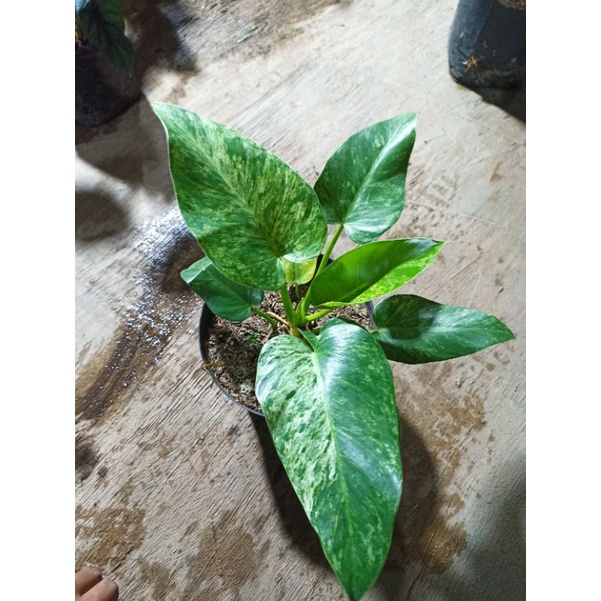 phillo marble variegata