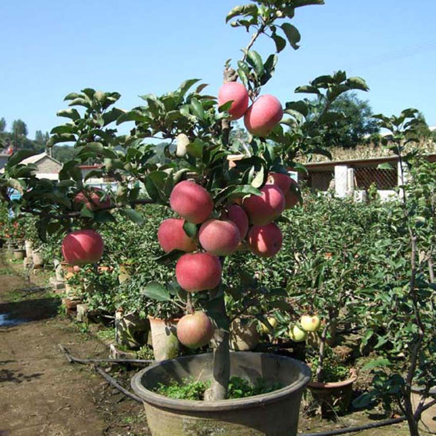 Bibit Pohon Apel Fuji Buah Apel Merah Apel Manis