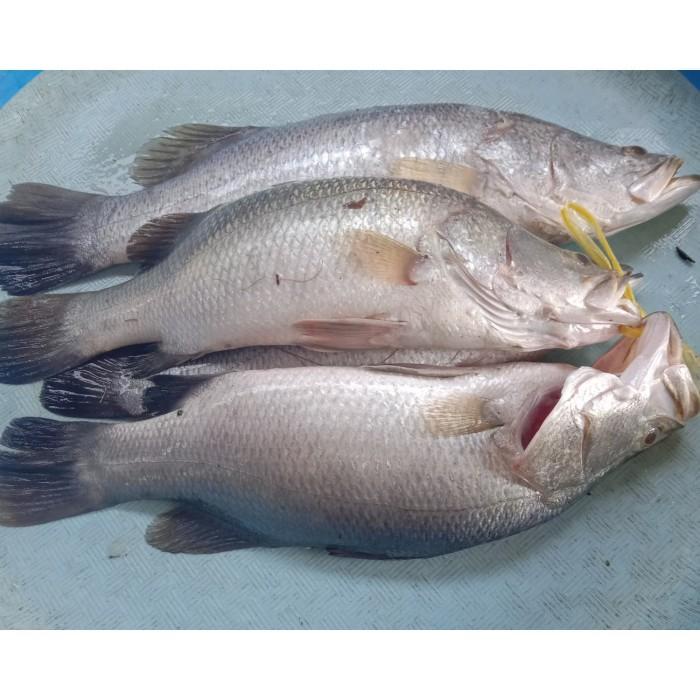 

Fisho | Jual Promo Ikan Kakap Putih Segar 1Kg Ready stock