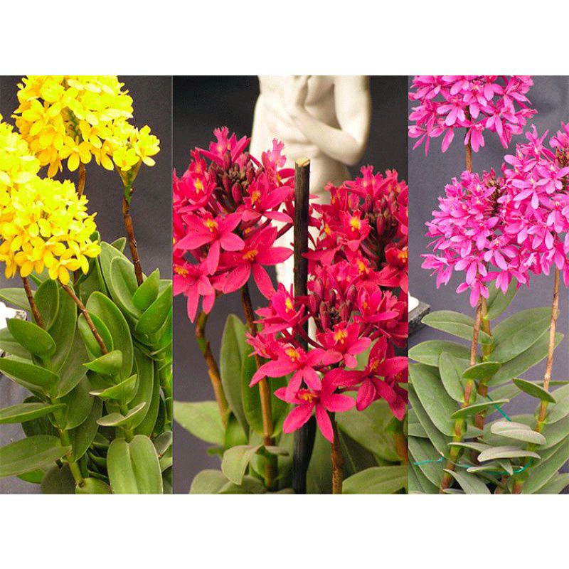 TERLARIS anggrek epidendrum scundum specie