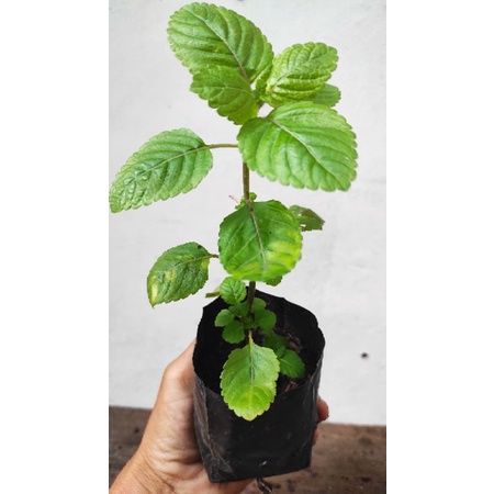 bibit cincau hitam/janggelan