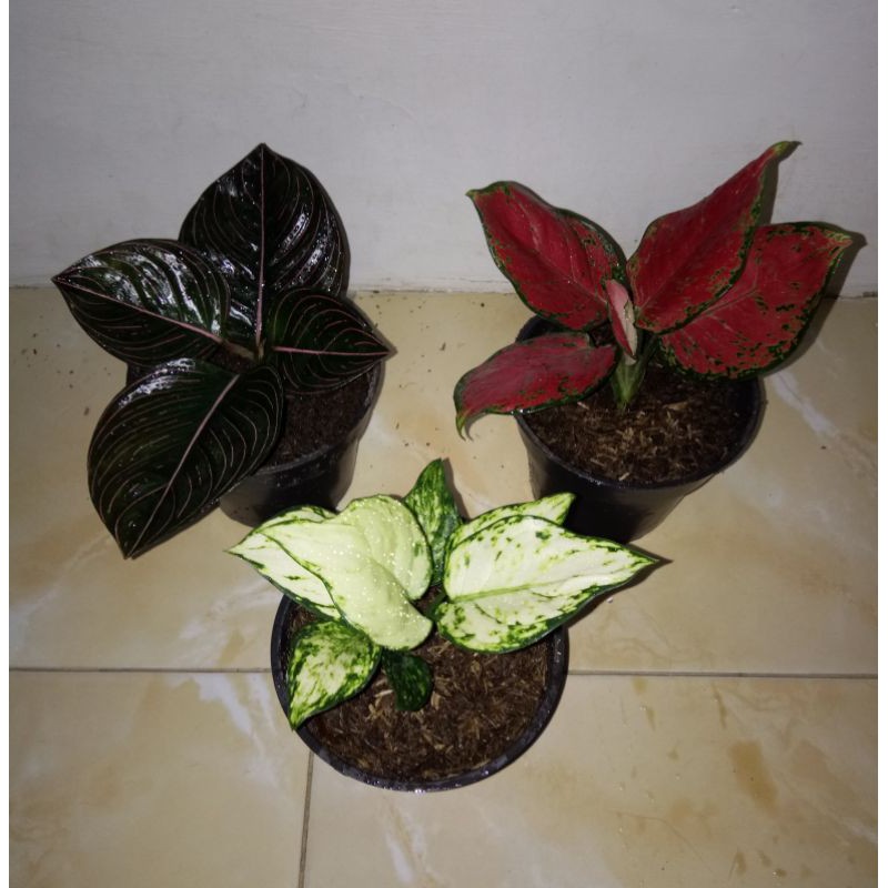Paket 3 Aglonema Remaja (Super White, Red Anjamani, Rotundum Aceh)