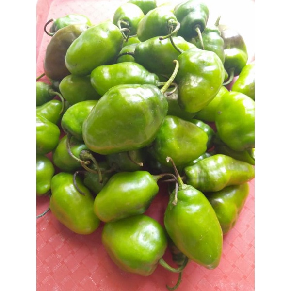 

cabe gendot cabe gembor fresh 1 kg