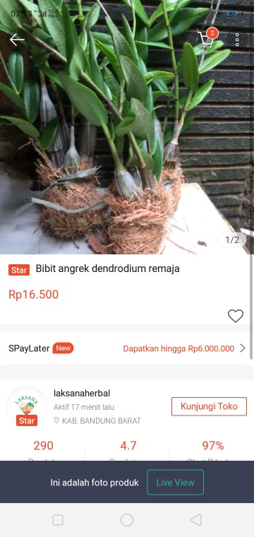Angrek Dendrodium/merpati Remaja Siap Berbunga