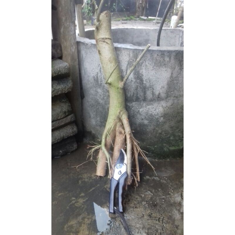 bahan bonsai waru lokal