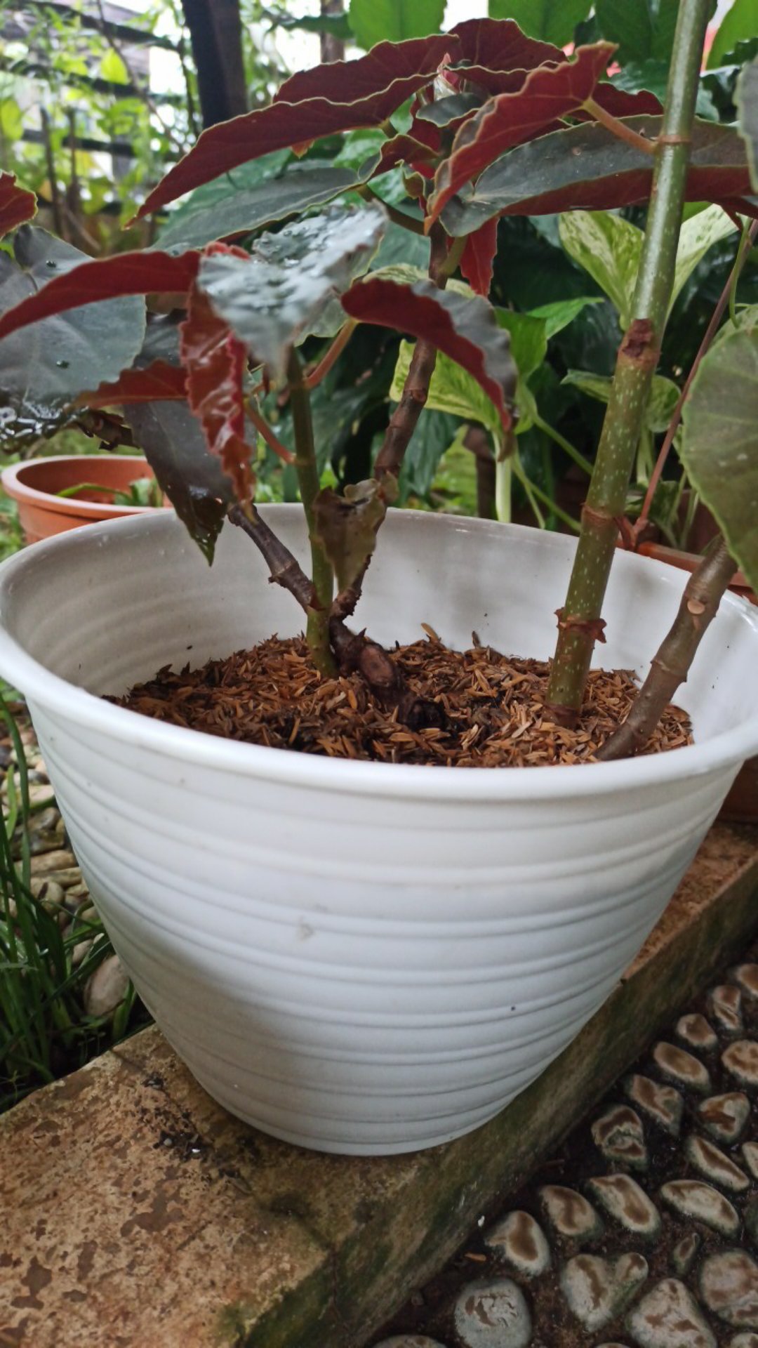 Pot Bunga Plastik Tawon 22 Cm Putih