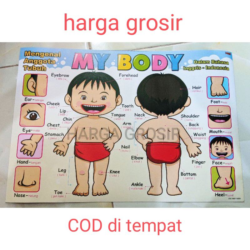 

POSTER MENGENAL ANGGOTA TUBUH