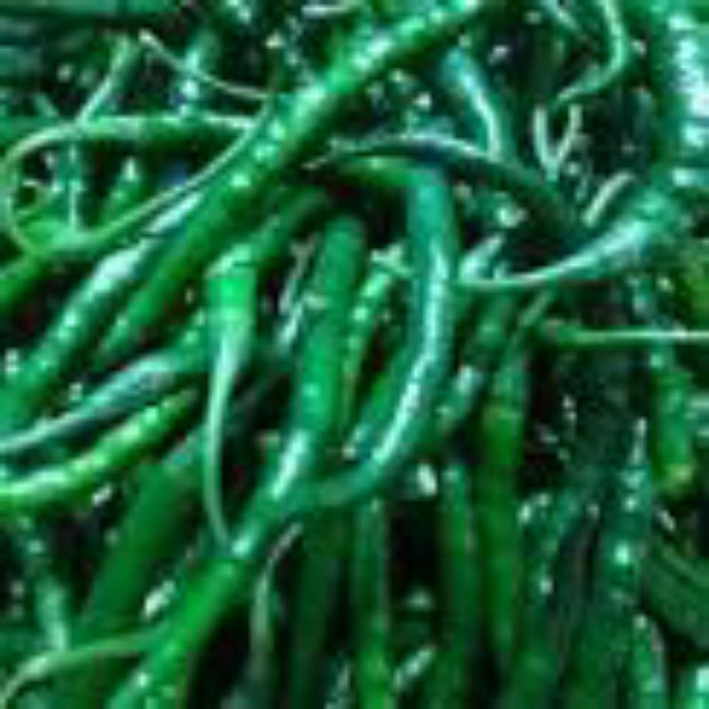 

Cabe Ijo keriting