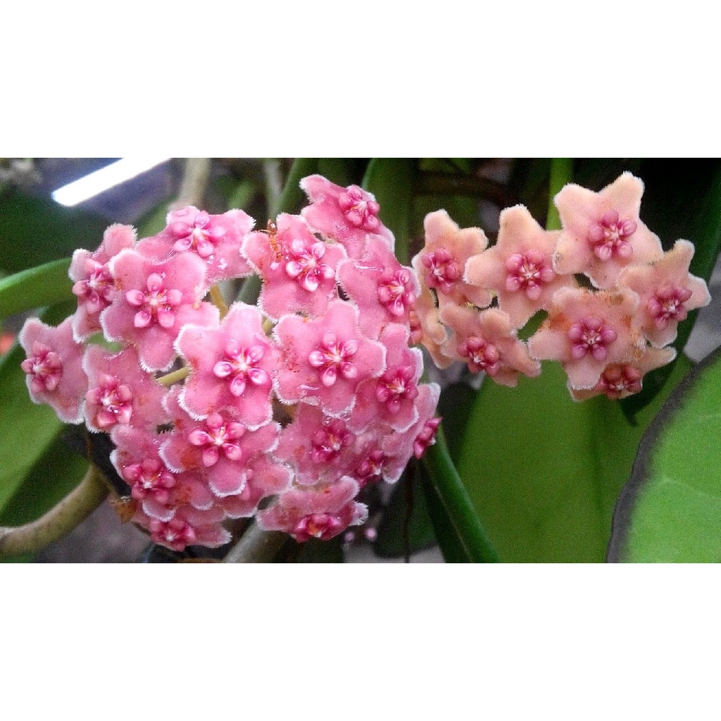 Hoya diversifolia bunga pink