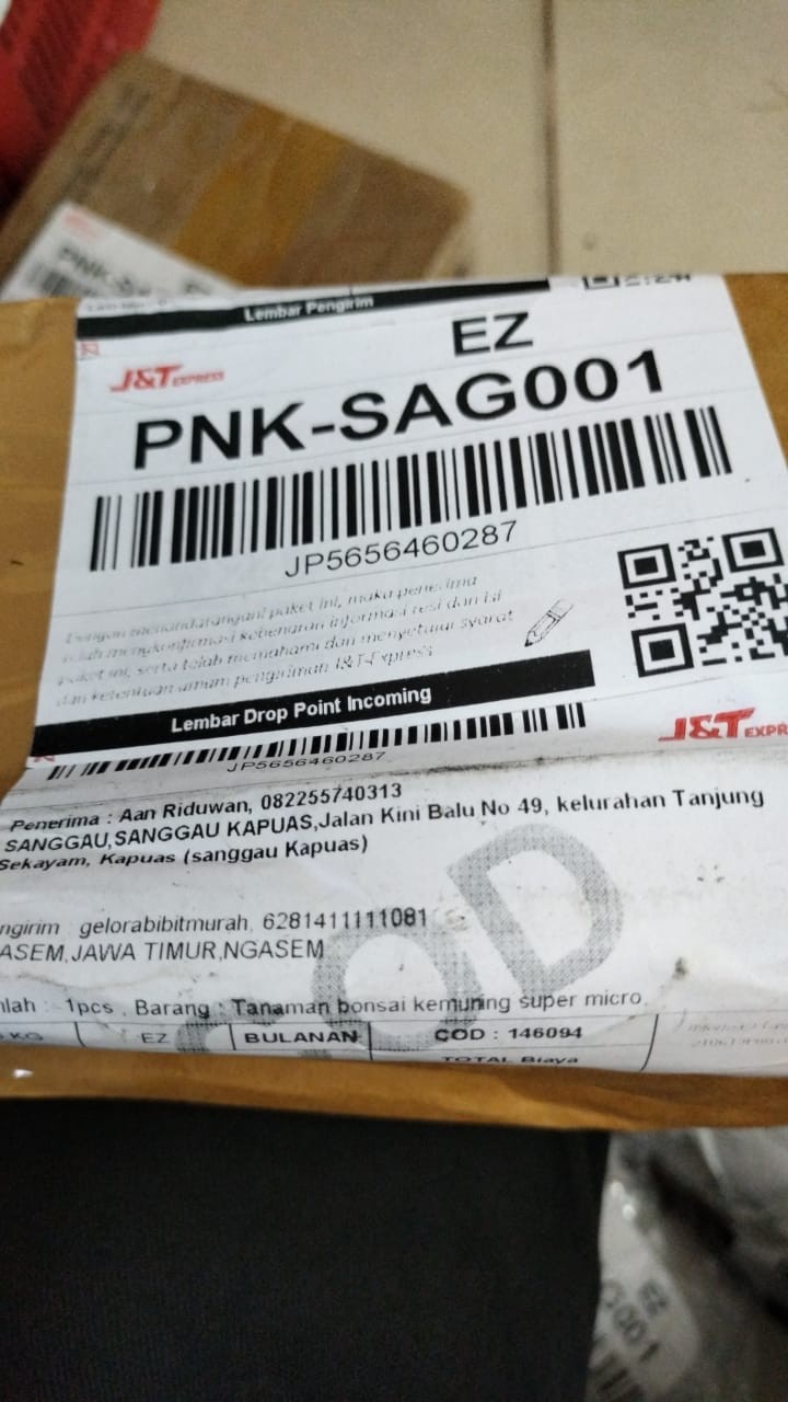 Tanaman Bonsai Kemuning Super Micro