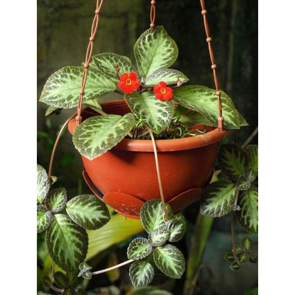 [COD + POT] TANAMAN HIAS EPISCIA HIJAU/ EPISCIA HIJAU