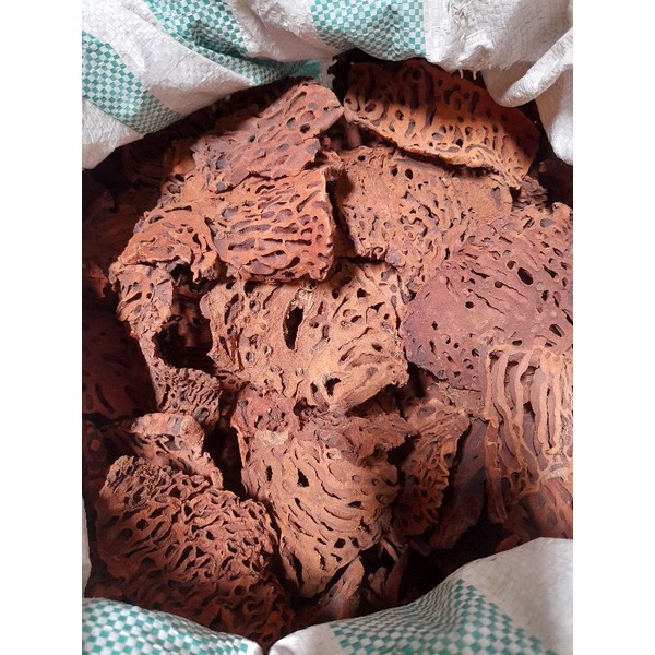 sarang semut papua asli
