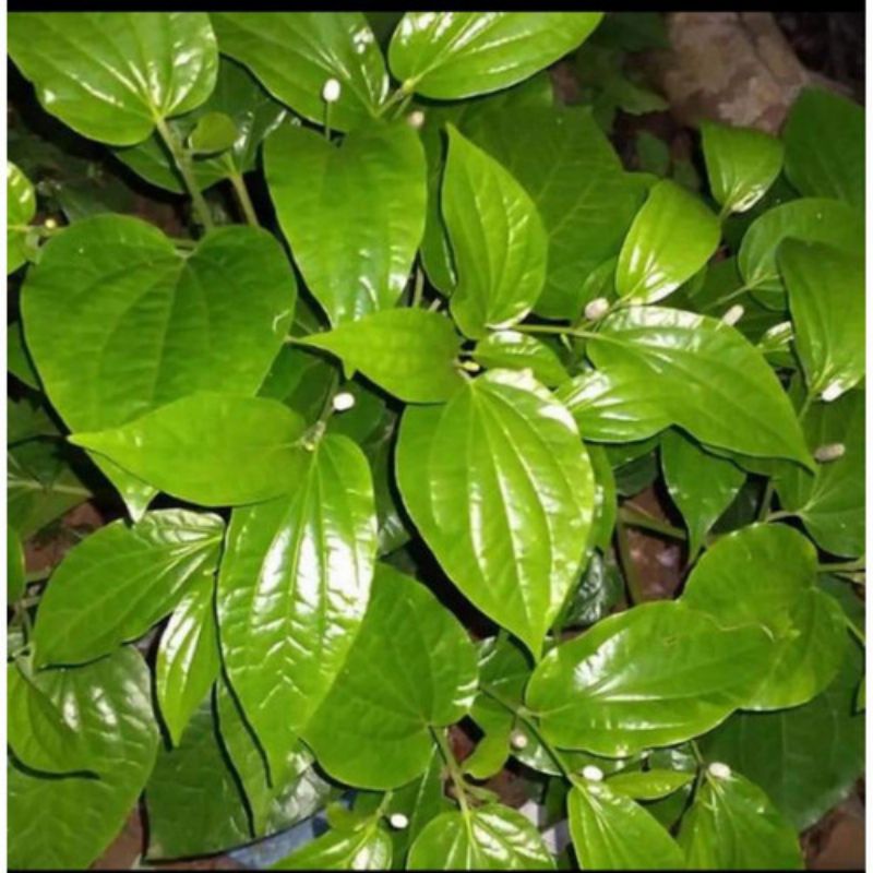 

daun karuk segar 250gram