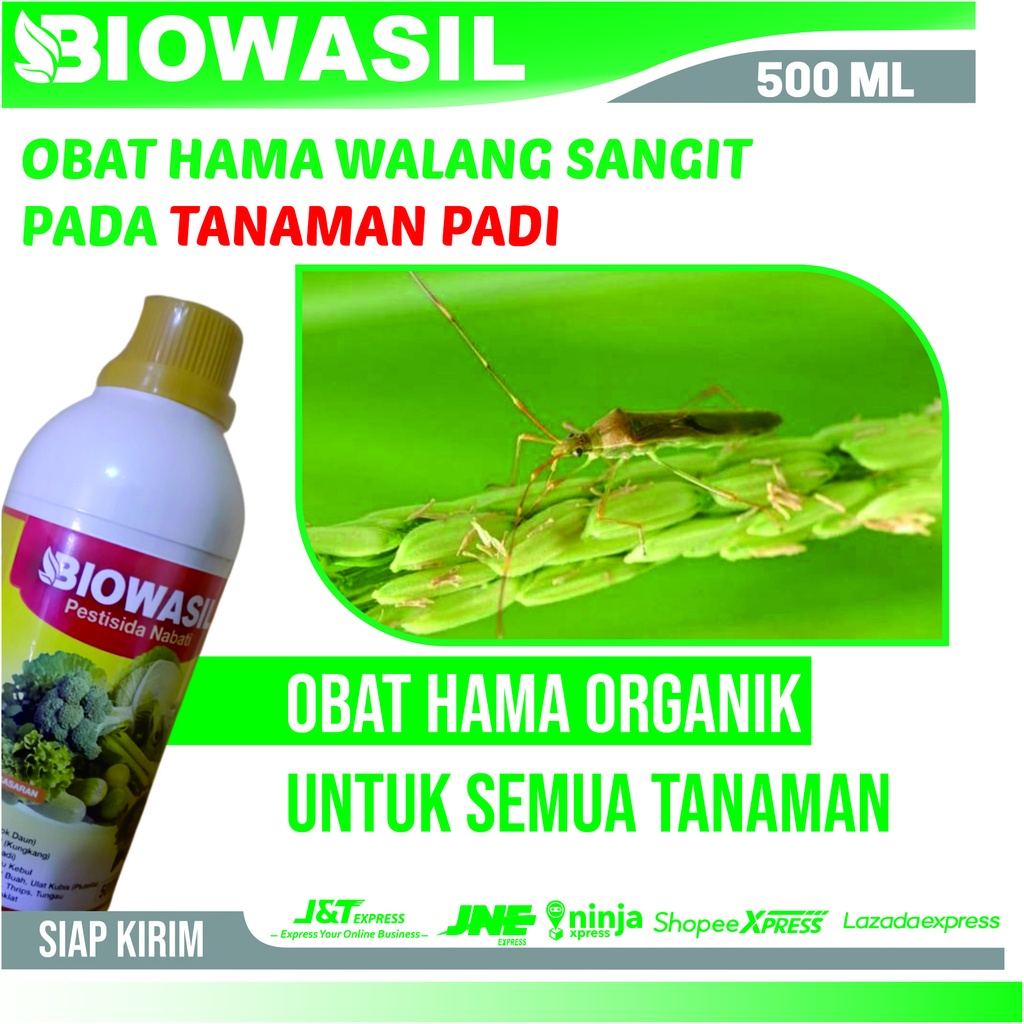 Obat Hama Walang Sangit Pada Padi - Biowasil 500 Ml Insektisida Pembasmi Hama Walang Sangit Pada Pad