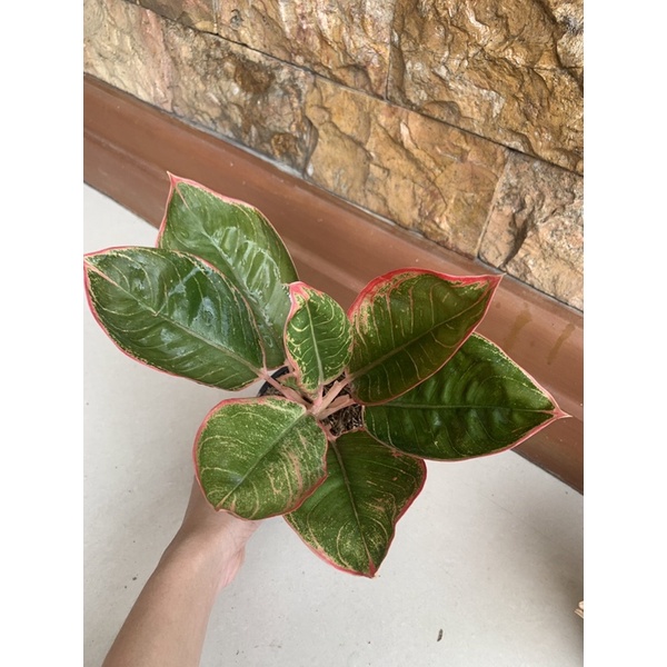 aglonema peterpan lipstik greg