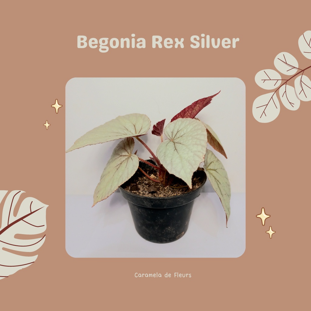 Begonia rex silver