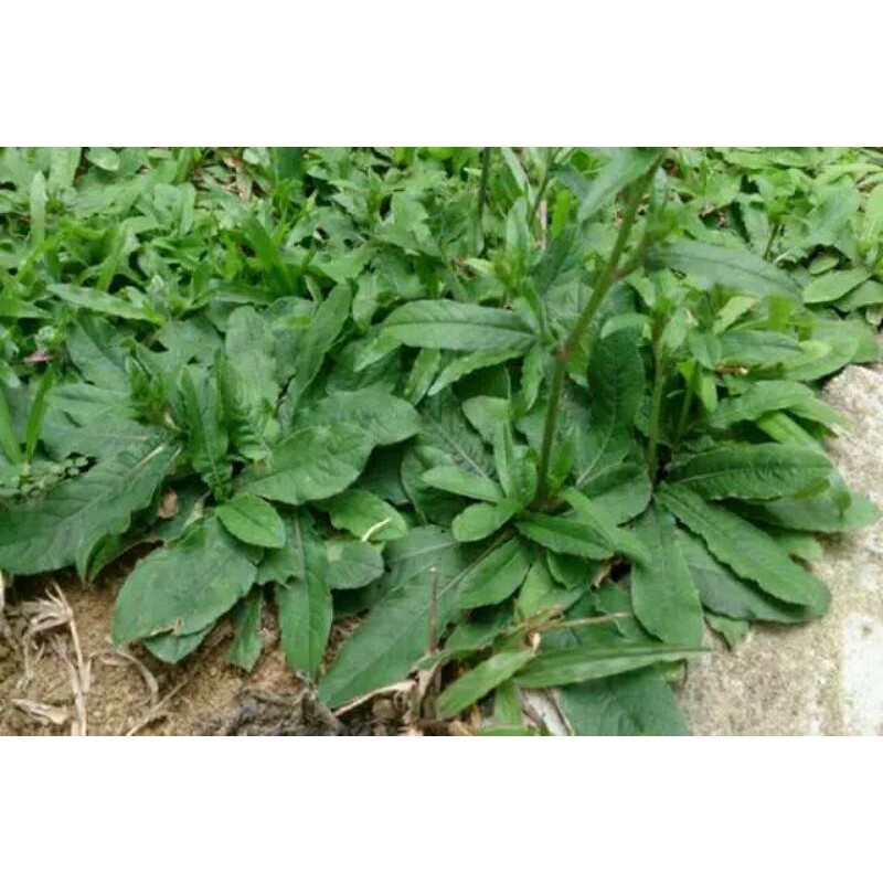 

Daun Tapak Liman Segar / 200 gram