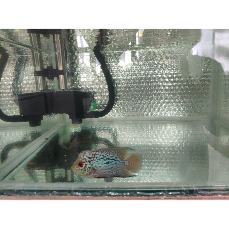 Louhan kamfa f3 mongkol ori thailand