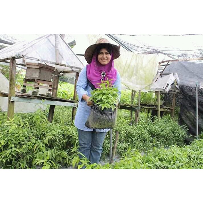 

Promo daun belalai gajah segar 1 kg setok terbatas