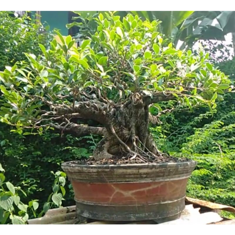 Bahan Bonsai Beringin Kimeng