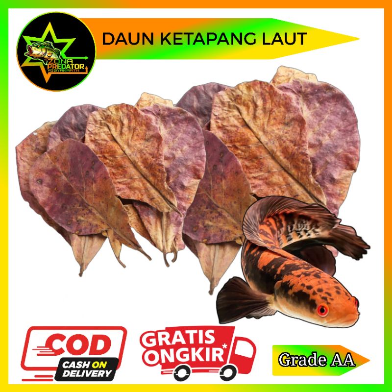 Daun Ketapang Laut Olahan Grade AA