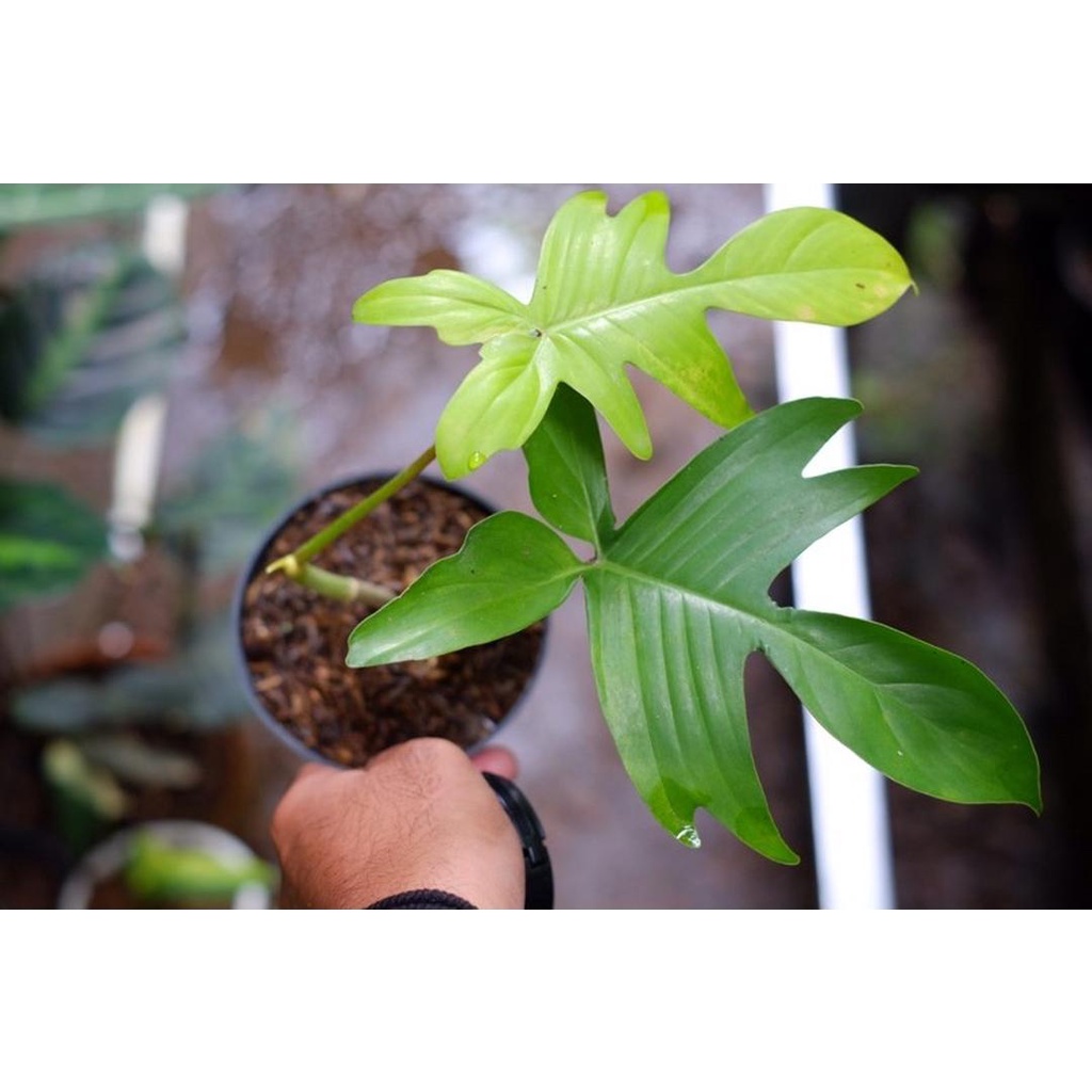 Tanaman Bibit Philodendron Florida Ghost Florida Beauty