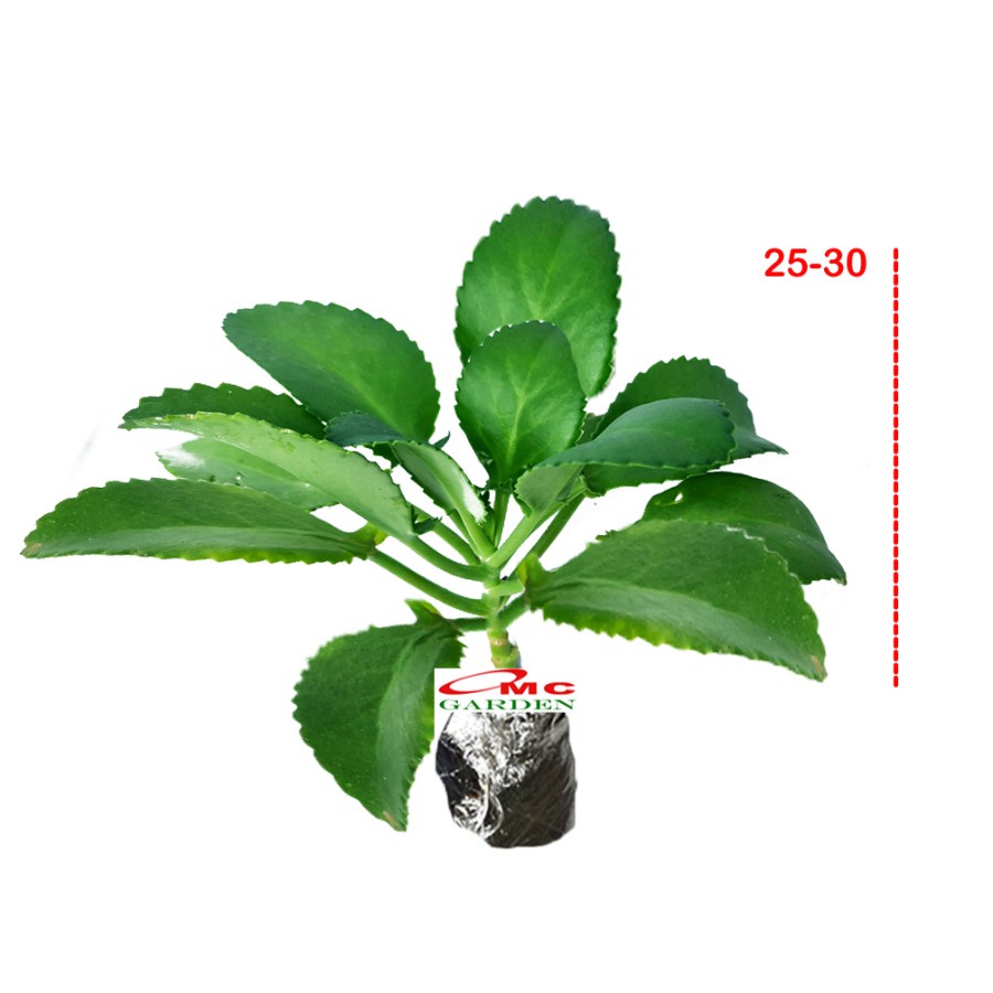 Cocor Bebek Sukulen Sekulen Bryophyllum Pinnatum Tanaman Hias Bibit 25