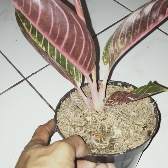 aglonema red sumatra..  MURAH