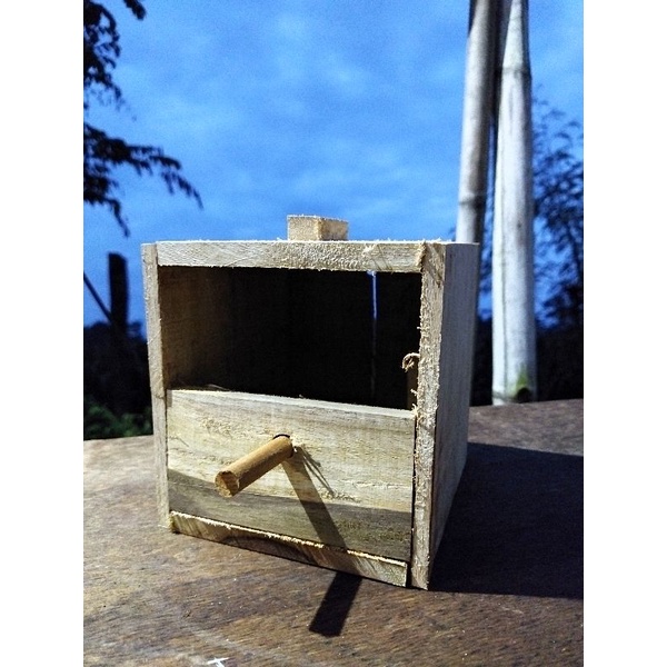 glodok finch glodok emprit sarang burung kenari