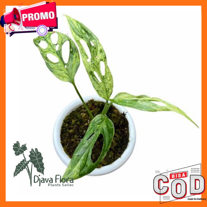Tanama Hias Janda Bolong Varigata / Monstera Adansonii Varigata Mint / Tanaman Janda Bolong Varigata