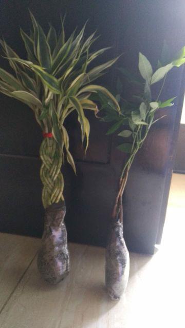 Tanaman Hias Bambu Hoki Variegata Lucky Bamboo