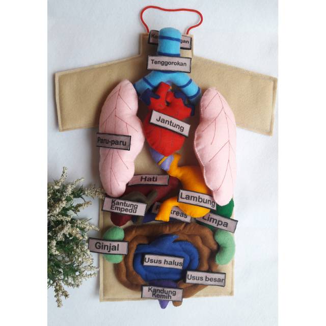 Mainan anatomi tubuh/mainan organ dalam/APE organ manusia/human anatomy edutoys