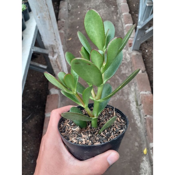 sukulen ovata jade plant