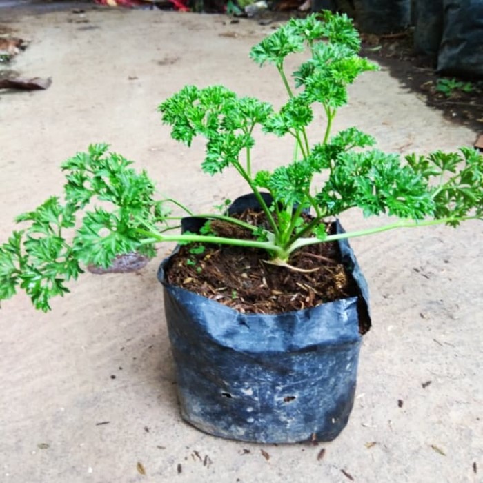 BENIH PARSLEY BIBT SAYURAN UNGGUL