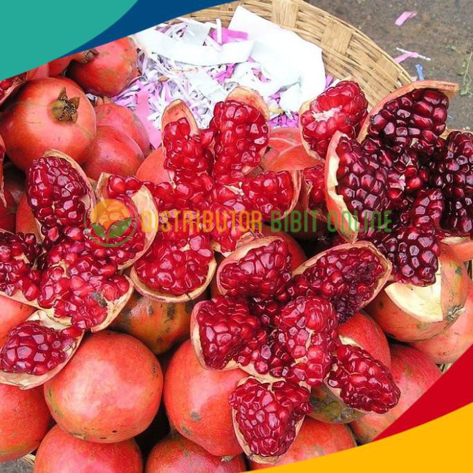 Bibit buah delima merah biji lunak red ruby pomegranate spanyol