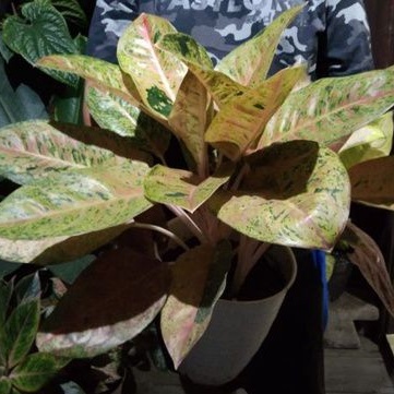 Aglonema Big Roy Rumpun