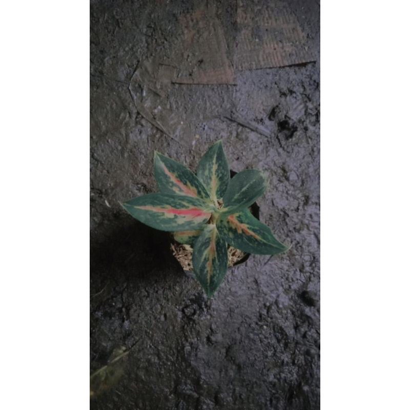 Tanaman hias aglonema bibit / anakan reanita