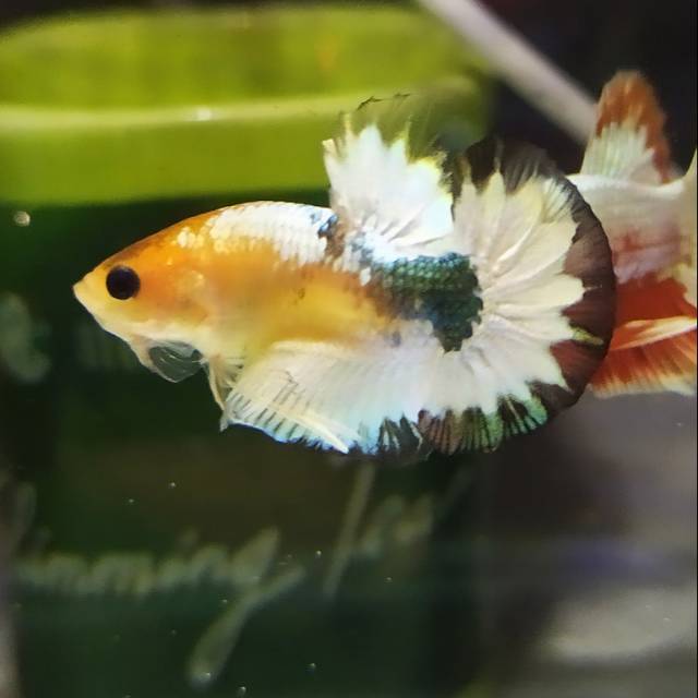 Cupang fccp yellow head