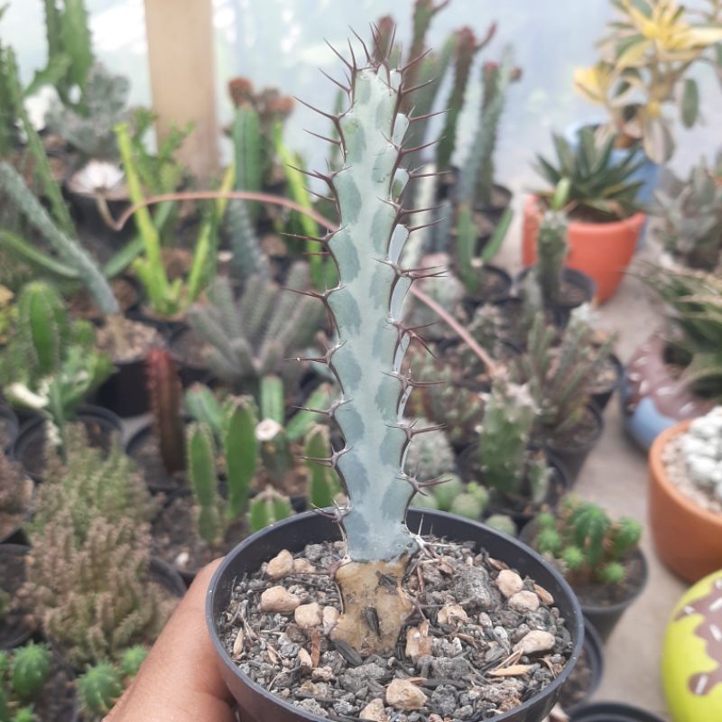 Jual Euphorbia Greenwayi Shopee Indonesia