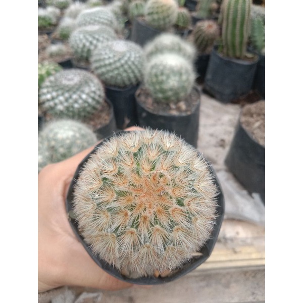 Mammilaria carmenae/kaktus ownroot/kaktus murah/kaktus hias/kaktus pasaman