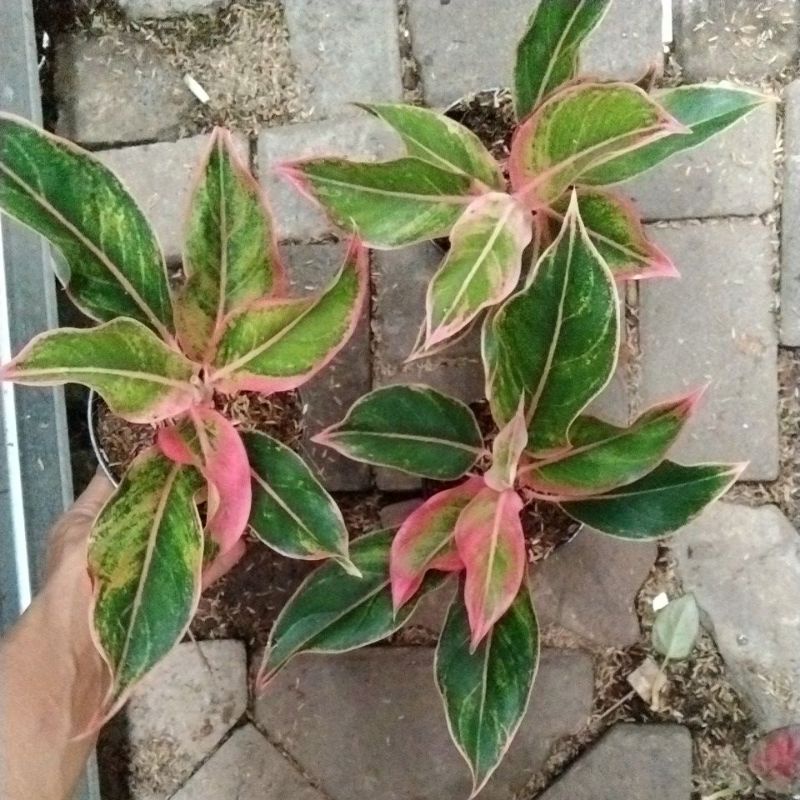 aglonema lipstik pink/puding