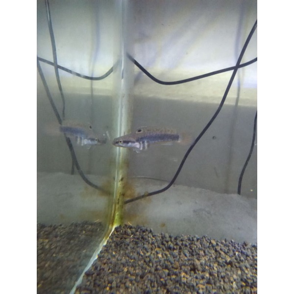 

CHANA BLUE PULCHRA UK 9-10cm