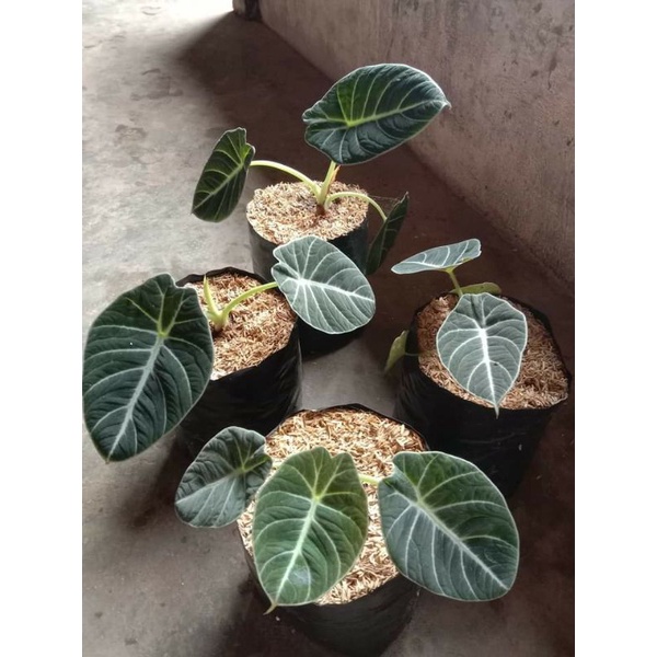 paket murce alocasia