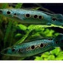 ikan Chana pleuro phthalma