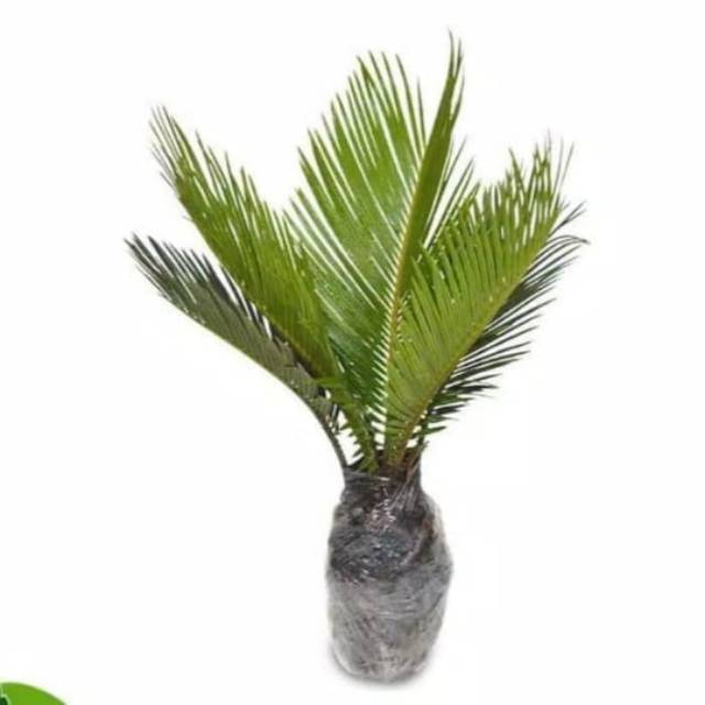 Bibit palem sikas - pohon palm sikas - palm sikas