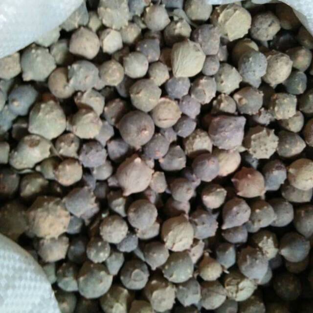 

Buah Manjakani Asli